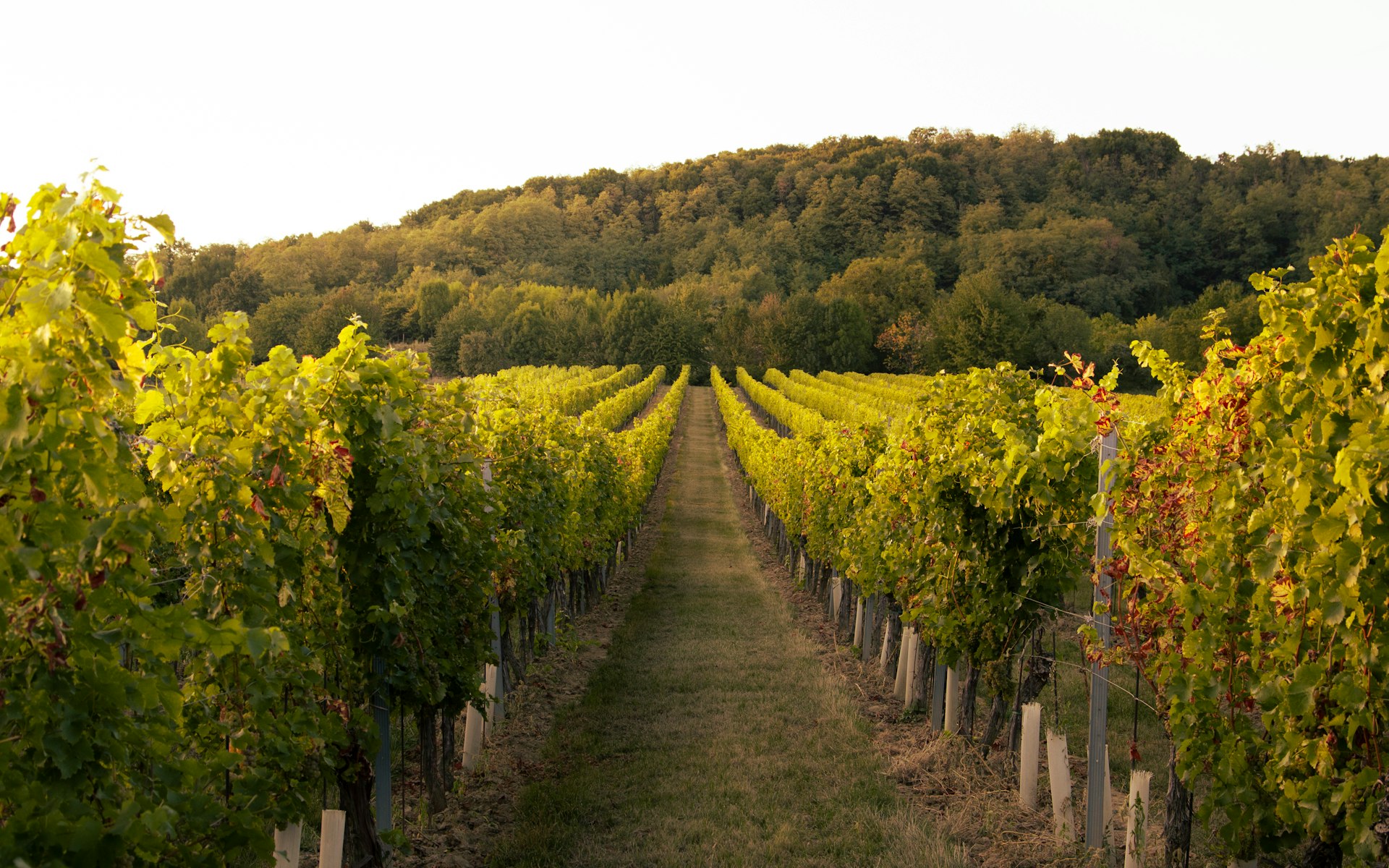 Business Loans in Adelaide for South Australian Owners – Vineyard rows near Adelaide